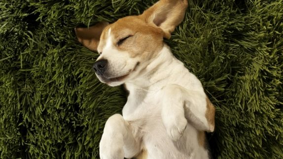 Pet Friendly Hotels Houston Element Vintage Park Pet Friendly Hotels Houston
